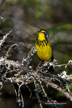 Canada Warbler