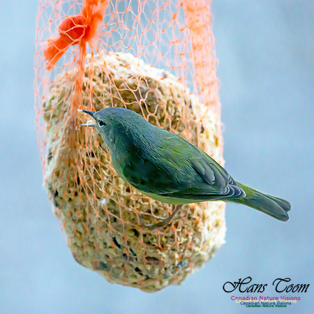 Orange-crowned Warbler 14