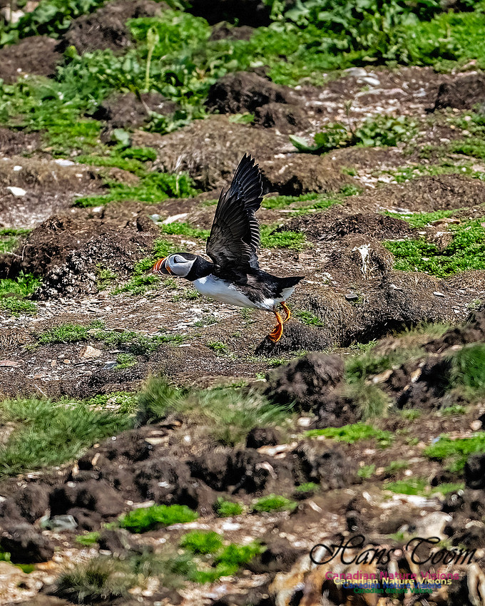 Elliston and Atlantic Puffins 129