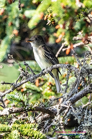 Eastern Wood-Pewee 100