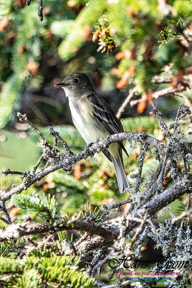 Eastern Wood-Pewee 100