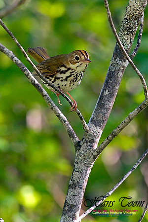 Ovenbird