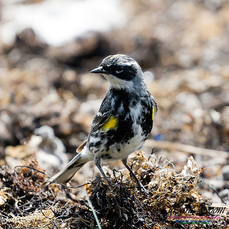 Yellow-rumped Warbler 7