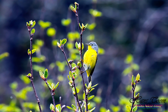 Nashville Warbler