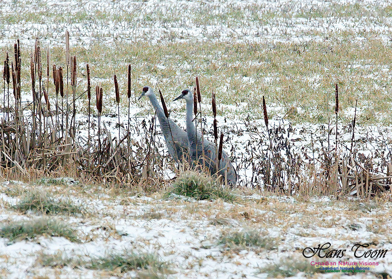 Sandhill Crane 700