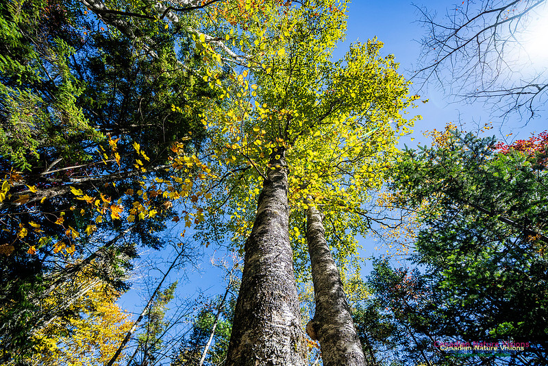 Woodland Stroll 125