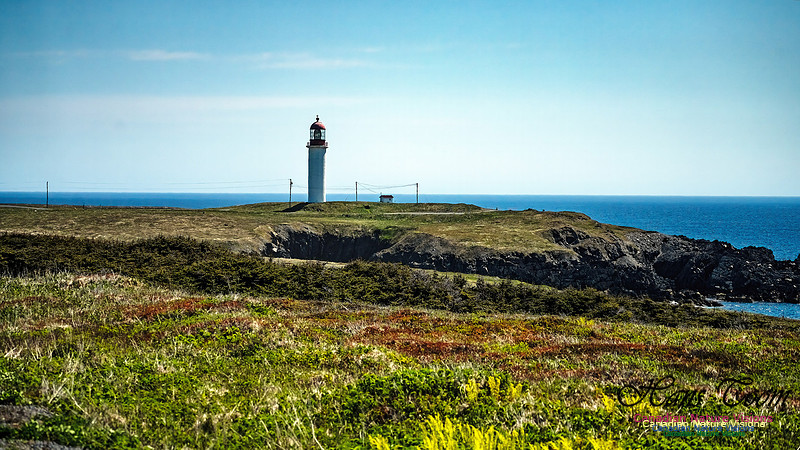 Cape Race 132