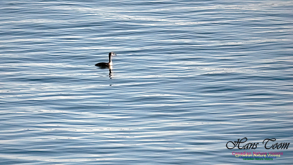 Red-necked Grebe 100