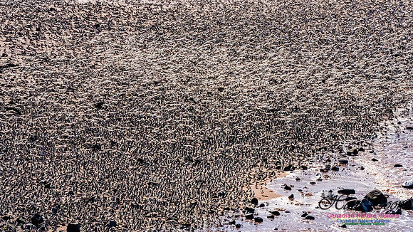 Peeps Evangeline Beach 2024 914