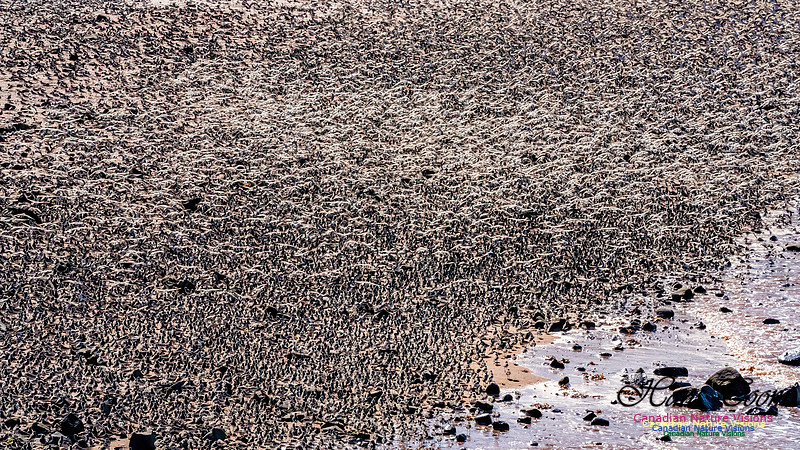 Peeps Evangeline Beach 2024 914
