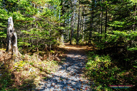 Woodland Stroll 122