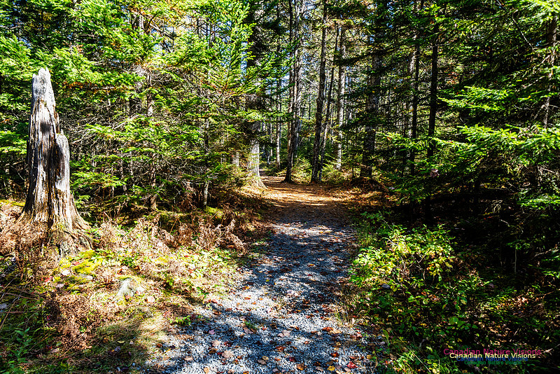 Woodland Stroll 122