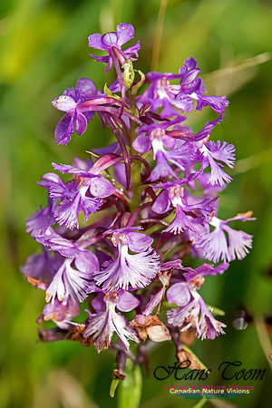 Large Purple Fringed Orchid
