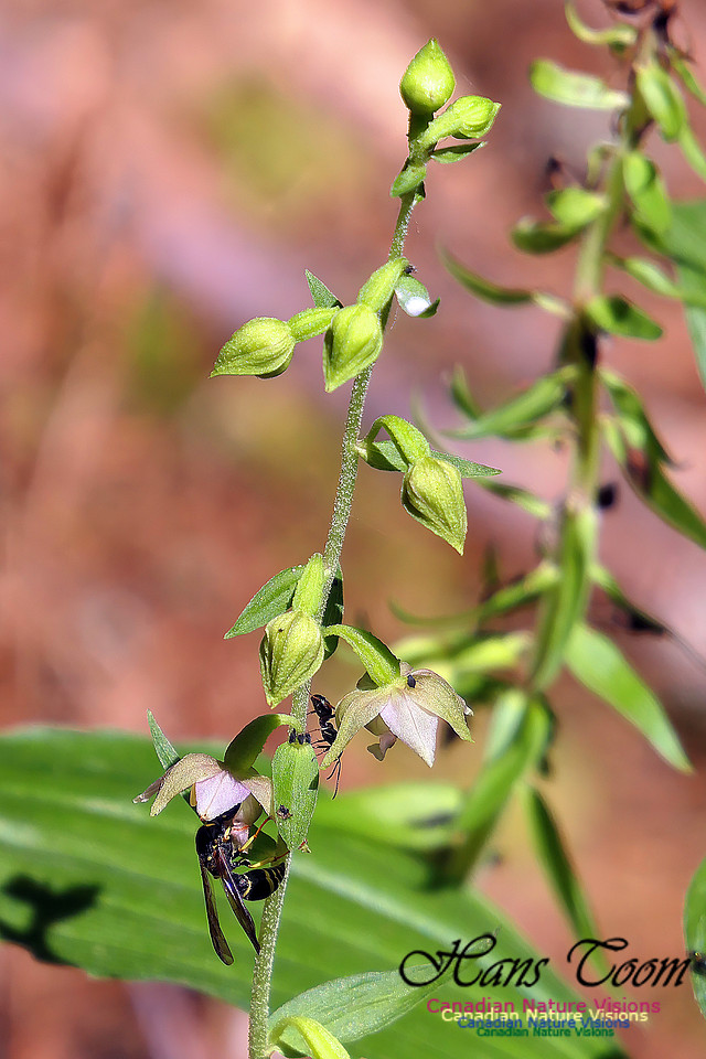 Helleborine Orchid 109
