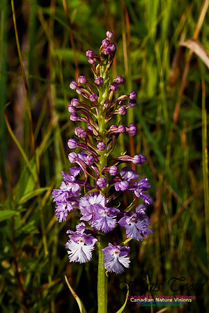 Large Purple Fringed Orchid