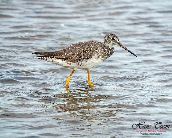 Greater Yellowlegs 353