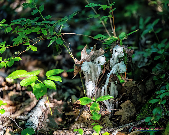 Ghost Plant 301