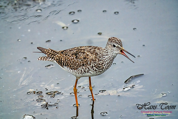 Lesser Yellowlegs 405