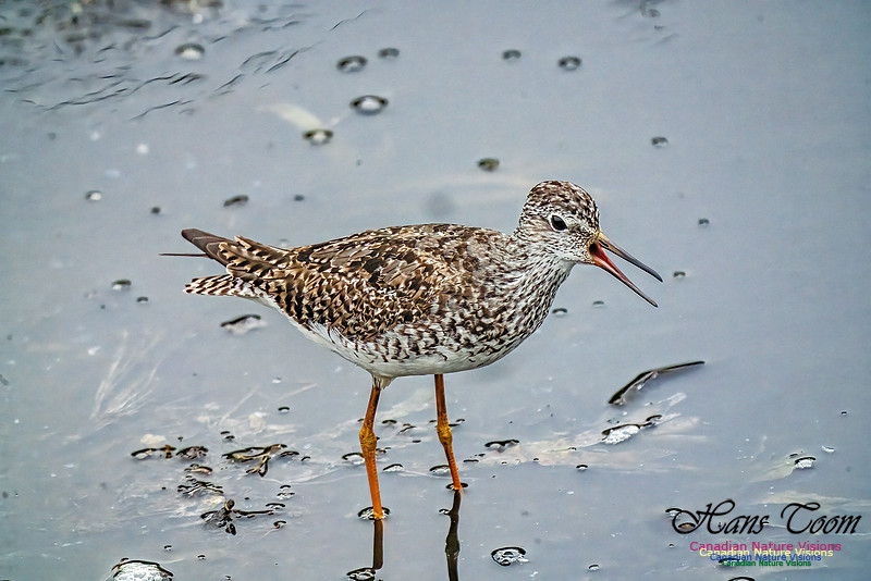 Lesser Yellowlegs 405
