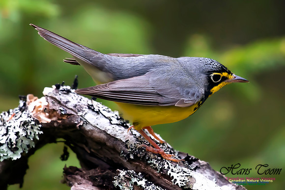 Canada Warbler
