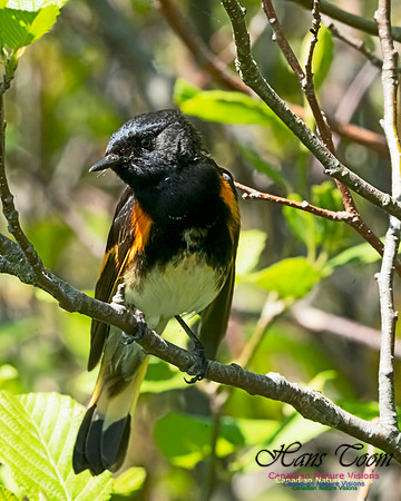 American Redstart 1007