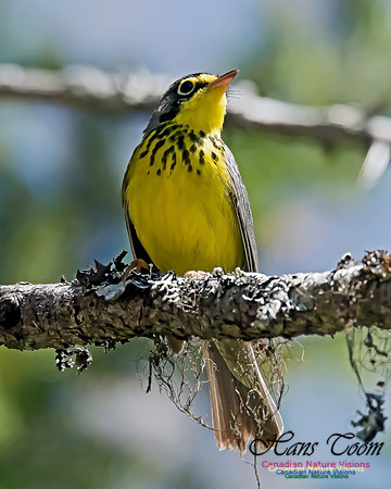 Canada Warbler 8
