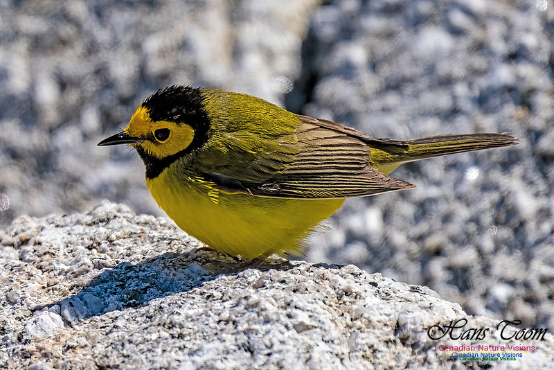 Hooded Warbler 704