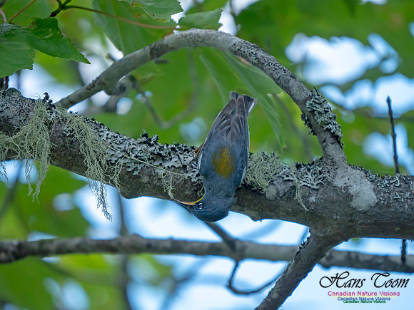 Northern Parula 4