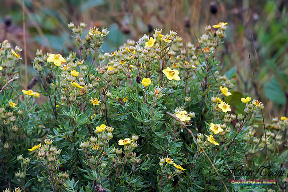 Unidentifed Wildflower