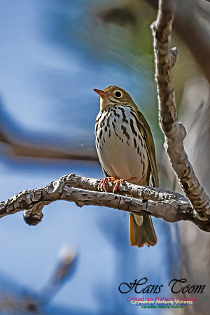 Ovenbird 100