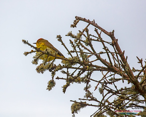 Palm Warbler 30