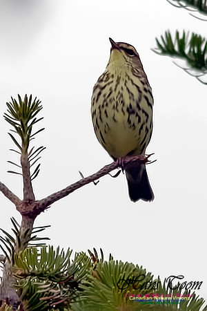 NorthernWaterthrush