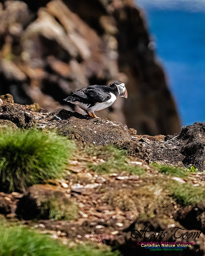 Elliston and Atlantic Puffins 107