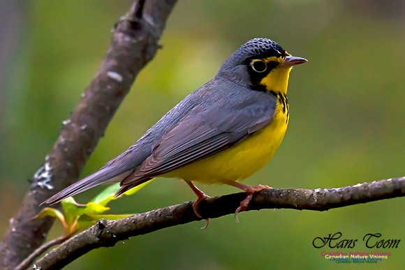 Canada Warbler