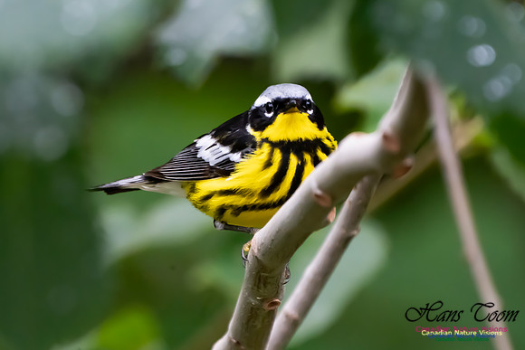 Magnolia Warbler 1050