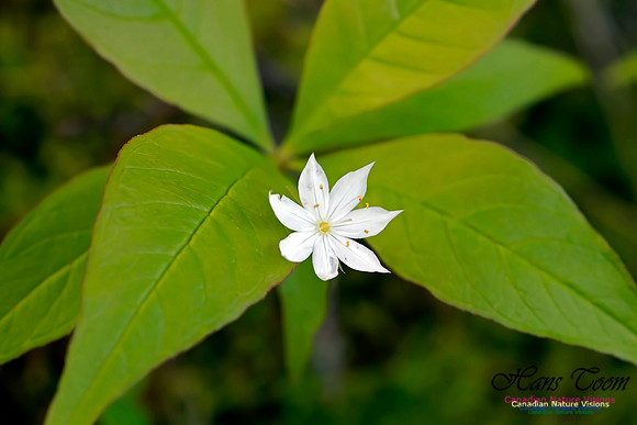 Starflower