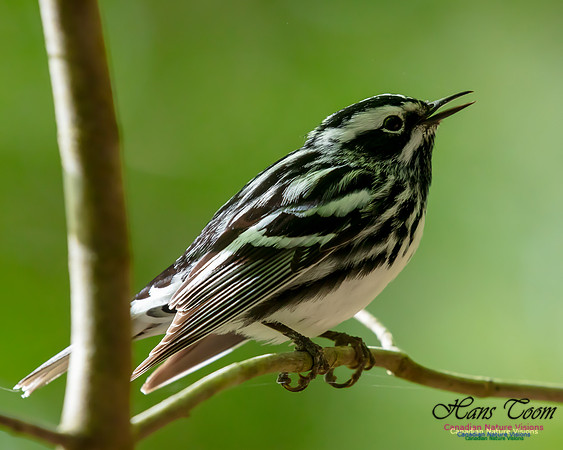 Black-and-White Warbler 101