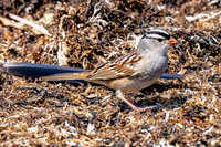 White-crowned Sparrow