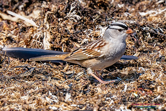 White-crowned Sparrow 300
