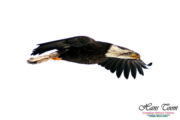 Bald Eagle