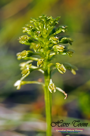 Green Adder's Mouth Orchid