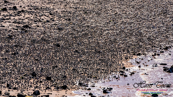 Peeps Evangeline Beach 2024 916