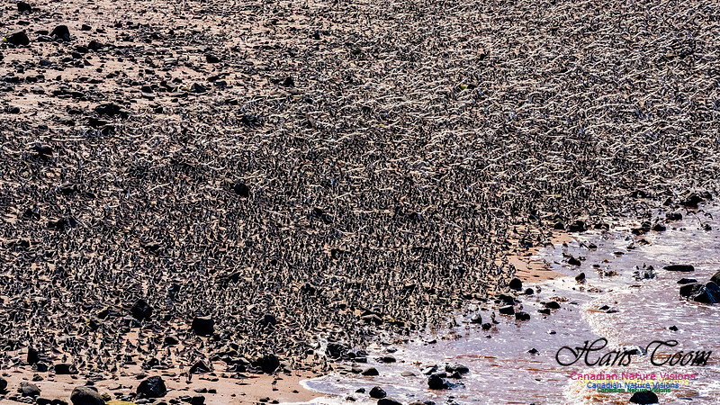 Peeps Evangeline Beach 2024 916