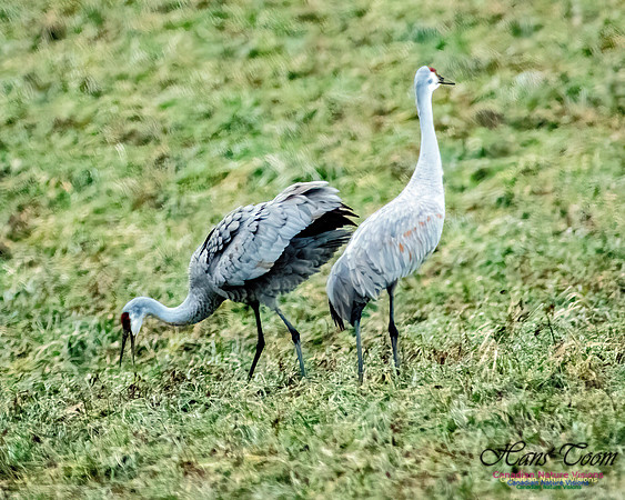 Sandhill Crane 809