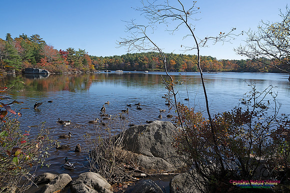 Frog Pond Stroll 128