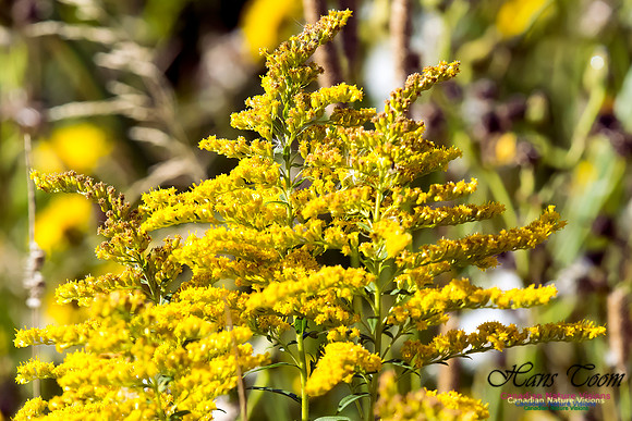 Goldenrod