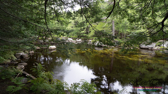 Woodland Walk Along Mersey River 109