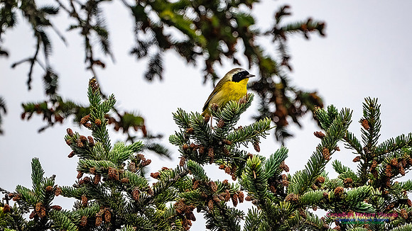 Common Yellowthroat 100