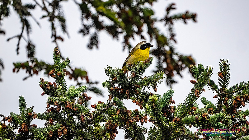 Common Yellowthroat 100