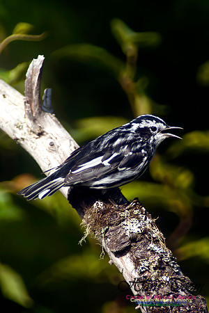 Black-and-White Warbler